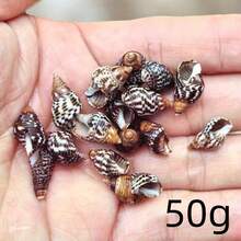 50g/100g Per Bag, Sesame Snail, Wheat, Small Seashell, Shell, Handmade Stickers, For Decorating Landscape Drift Bottles - Set - View 9