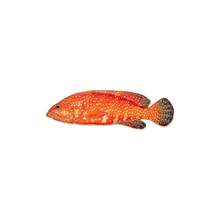 Leopard Coral Grouper Enamel Pin Fashion Decorative Badge Ornaments Lapel Bag Badges Gifts - Multicolor - View 1