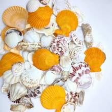 139g Coquillages colorés, Coquillages de couleurs mélangées - Motif de couleurs aléatoires, convient pour la décoration de micro paysage d'aquarium et de bassin à poissons, carillons de coquillages, décoration de fête à thème océan, décoration suspendue pour la maison, cadeau d'Halloween - Ensemble - Voir 6