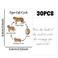 30 Animal Life Cycle Cards, Illustrated Animal Species Growth Cycle Flashcards, Insect Mammal Bird Reptile Fish Growth And Development Learning Cards - A - View 2