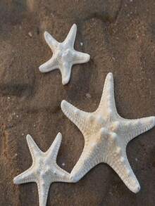 6pcs Natural Seashell, Five-Finger Mantis Shrimp, Starfish Specimens, Mediterranean Style Ocean Decor Wall Art Series Home Decoration, Naturally Formed Without Artificial Processing - Set - View 3