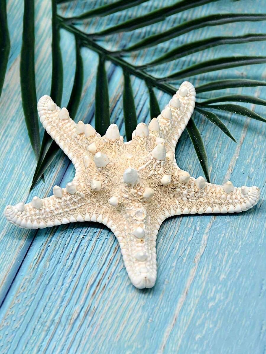 6pcs Natural Seashell, Five-Finger Mantis Shrimp, Starfish Specimens, Mediterranean Style Ocean Decor Wall Art Series Home Decoration, Naturally Formed Without Artificial Processing - Set - View 1
