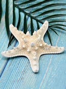 6pcs Natural Seashell, Five-Finger Mantis Shrimp, Starfish Specimens, Mediterranean Style Ocean Decor Wall Art Series Home Decoration, Naturally Formed Without Artificial Processing - Set - View 8