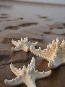 6pcs Natural Seashell, Five-Finger Mantis Shrimp, Starfish Specimens, Mediterranean Style Ocean Decor Wall Art Series Home Decoration, Naturally Formed Without Artificial Processing - Set - View 4