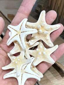 6pcs Natural Seashell, Five-Finger Mantis Shrimp, Starfish Specimens, Mediterranean Style Ocean Decor Wall Art Series Home Decoration, Naturally Formed Without Artificial Processing - Set - View 7