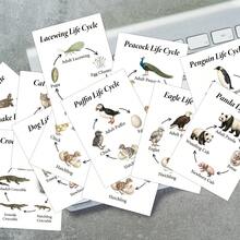 30 Animal Life Cycle Cards, Illustrated Animal Species Growth Cycle Flashcards, Insect Mammal Bird Reptile Fish Growth And Development Learning Cards - A - View 5