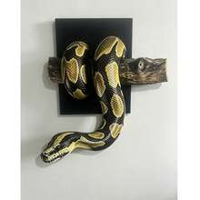 2D Flat Printed 1pc Ball Python Wall Decor, Wooden Material, Symbolizing Strength And Prosperity, Gothic Snake Design, Realistic Wooden Sculpture, Home Decor Hanging Ornament, Handmade Gift For Reptile Lovers, Lifelike Texture Decorative Hanging Ornament - Multicolor - View 10