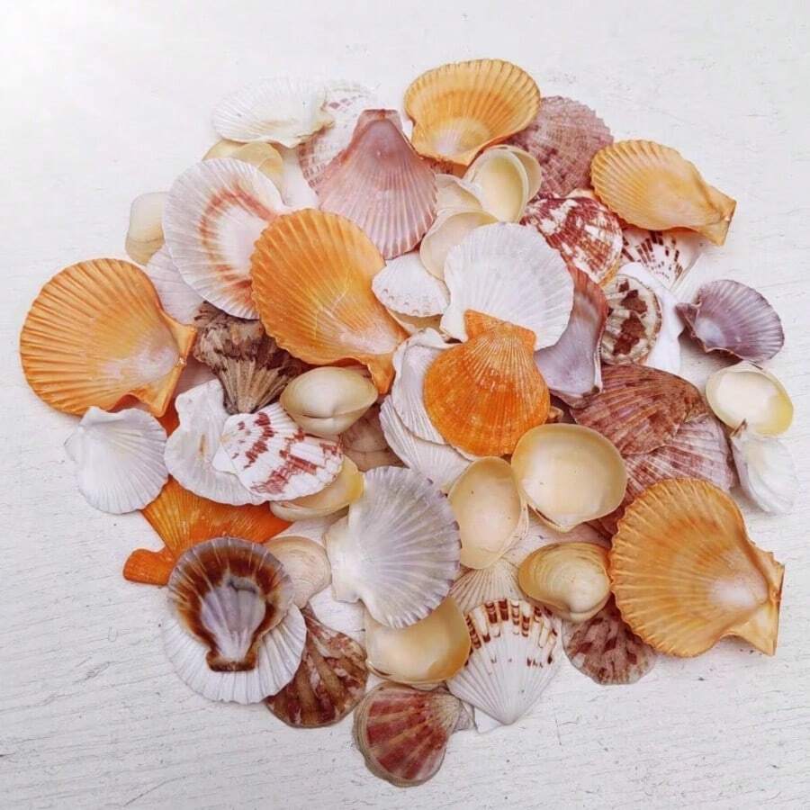 139g Coquillages colorés, Coquillages de couleurs mélangées - Motif de couleurs aléatoires, convient pour la décoration de micro paysage d'aquarium et de bassin à poissons, carillons de coquillages, décoration de fête à thème océan, décoration suspendue pour la maison, cadeau d'Halloween - Ensemble - Voir 1
