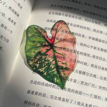 1 قطعة علامة كتاب شفافة من الأكريليك بتصميم ورقة مونستيرا، مشبك مذكرة ثابت، علامة كتاب بطاقة شفافة إبداعية - متعدد الألوان - مشاهدة 9