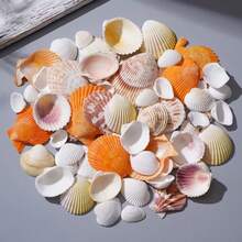 139g Coquillages colorés, Coquillages de couleurs mélangées - Motif de couleurs aléatoires, convient pour la décoration de micro paysage d'aquarium et de bassin à poissons, carillons de coquillages, décoration de fête à thème océan, décoration suspendue pour la maison, cadeau d'Halloween - Ensemble - Voir 8