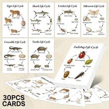 30 Animal Life Cycle Cards, Illustrated Animal Species Growth Cycle Flashcards, Insect Mammal Bird Reptile Fish Growth And Development Learning Cards - A - View 1