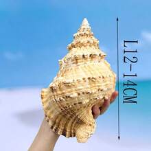 Large Conch Shell, Gold Conch, Large Frog Conch, Stone Number Conch, White Coral, Starfish Decor (Can Be Blown) Fish Tank Landscape Home Decor Ornament, Aquarium Decoration, Living Room Decor Ornament - Multicolor - View 12