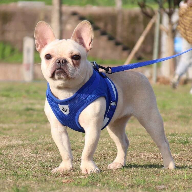 Pet Harness Dog Outdoor Leash Square Breathable Mesh Fabric Chest Harness Night Reflective Suitable For Small And Medium Pets With 47.1in Leash Length - Blue - View 3