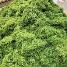 20-500g Artificial Moss Lawn, Realistic Faux Moss, Fake Moss Micro Landscape Arrangement, Lifelike Green Plant Lawn, Suitable For Micro Landscape, Green Plant Lawn, Potted Plant Window Sill Decoration, Landscape Design, Handmade DIY And Home Decor - Multiple Styles - View 9