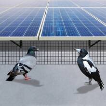 1pcs Black Solar Panel Bird Guard, Solar Panel Bird Net (8in*100ft + 70 Fasteners), Made Of Iron And PVC Coating, For Protecting Solar Panels From Damage By Birds And Rodents - Black - View 3