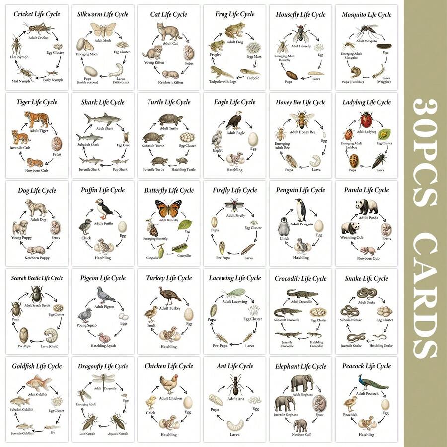 30 Buah Kartu Bagan Pertumbuhan Hewan untuk Pembelajaran Visual - Kartu Pembelajaran Biologi Sains Edukatif Ukuran 2,5*3,5 inci untuk Kelas dan Pembelajaran di Rumah. Poster Studi Alam yang Menampilkan Diagram Tahap Pertumbuhan Kupu-kupu, Katak, Panda, Harimau, Serangga, Mamalia, dan Amfibi. - A - View 1