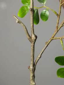 Kmitang 77-105cm Large Artificial Cherry Blossom Plants Fake Magnolia Branches Tall Ficus Tree False Crape Myrtle Tree For Home Garden Wedding Outdoor Decor Without Pot 1PC - Multicolor - View 11