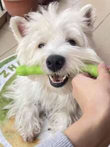 1pc 2026 Creative New Puzzle Fun Cute Squeaky Sound Natural Latex Green Asparagus Vegetable Chew Toy Massage Clean Teeth Pet Supplies Suitable For Puppies/Medium & Large Dogs Solitary Boredom Relief Interactive Bonding Reduce Destructive Behavior - Multicolor - View 6