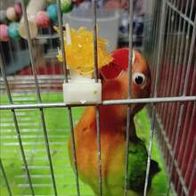 Bird Feeding Fork Set - Parrot Food And Cage Fruit Skewers, Easy To Clean, Durable, Suitable For Aviaries And Birds - Multicolor - View 5