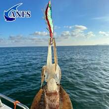 ANFS 1件仿真發光蝦餌，蝦餌釣組，魷魚鉤，海釣章魚魷魚誘餌 - 彩色 - 查看 8