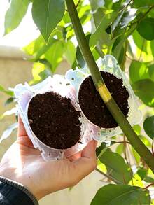 Transparent Visible Grafting Tool, Reusable Plant Root Growth Box, Plant Rooting Ball, Reusable Non-Damaging High-Pressure Breeding Ball, Fast Plant Breeding Air Layering Box, Root Grafting Tool Set - Multicolor - View 2