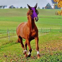 Horse Face Protective Mask Breathable Head Cover, Equestrian Supplies Elastic Horse Mask, Anti-Mosquito Anti-Insect Horse Tack - Multicolor - View 6