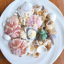 Approx. 110pcs/Box Mixed Natural Seashells 200g Pink Shells 300g Yellow Conch - Suitable For DIY Jewelry Making, Aquarium Decoration, Bathroom Decor, Party Candles, Wedding Decoration, Handmade Projects - Set - View 10