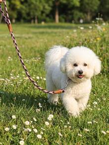 柔軟舒適耐用尼龍三色編織時尚寵物牽繩，適用於比熊犬、泰迪犬及其他小型犬種，可用於遛狗與遛貓 - 彩色 - 查看 5