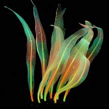 Soft Silicone Glow In The Dark Aquarium Coral Jewelry Soft Silicone And Realistic Color Change Glow In The Dark Creates Visual Effects That Are Easy To Place In The Aquarium Decoration - A - View 31