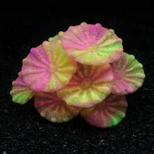 Soft Silicone Glow In The Dark Aquarium Coral Jewelry Soft Silicone And Realistic Color Change Glow In The Dark Creates Visual Effects That Are Easy To Place In The Aquarium Decoration - A - View 42