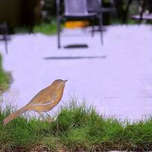 1件鐵藝自然鐵鏽色鳥類花園插樁花盆裝飾 - 均碼 - 查看 7