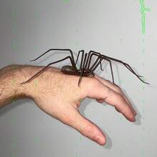 1/2pcs Halloween Black Spider Magnets, Realistic Plastic Spider Fridge Magnets, Waterproof Halloween Prank Props, Suitable For Fridge, Cabinet, Party Home Decor, Room Decor, Christmas, Bedroom Decor, Halloween, Home Decor, Autumn Decor, Garden Decor Outdoor, Garden, Christmas Decorations - Multicolor - View 8