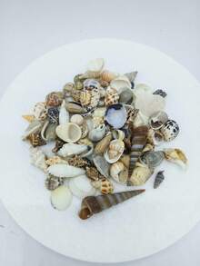 100g/125g Natural Mixed Ocean Shells, Unique Assorted Seashells Suitable For Bottom Decoration, Wind Chime Making, Indoor Fish Tank Decoration Shells, Exquisite Handmade DIY Materials, Holiday Decoration, Halloween Decoration - Set - View 7