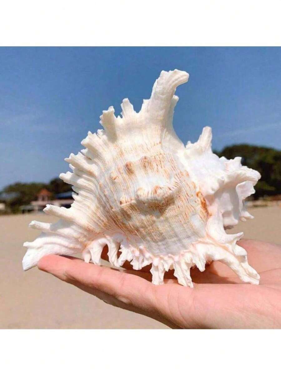 這款人造海螺/刺螺殼可用作水族箱裝飾、魚缸飾品或寄居蟹的替換殼,適合居家、臥室及航海主題裝飾 - 1 - 查看 1