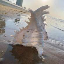 這款人造海螺/刺螺殼可用作水族箱裝飾、魚缸飾品或寄居蟹的替換殼，適合居家、臥室及航海主題裝飾 - 1 - 查看 4