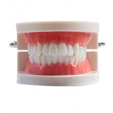 1pc Dental Model Toy, Smart Interactive Brushing Teaching Aid, Oral Care Education Tool, Suitable For Home, School, Students And Teachers, White And Multiple Colors Available, Teeth Hygiene Demonstrator - Multicolor - View 7