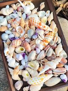 1000g/500g Natural Shells And Conch Decor, Mixed Natural Shells, Starfish And Scallops, Multiple Sizes, Beach Theme Party, DIY Crafts, Aquarium Decoration, Home Decor, Wedding Decor (Small), Wedding Decor, Random Sizes - Set - View 1