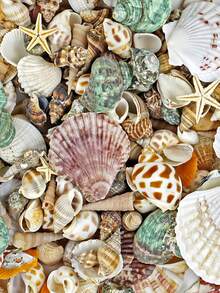 1000g/500g Natural Shells And Conch Decor, Mixed Natural Shells, Starfish And Scallops, Multiple Sizes, Beach Theme Party, DIY Crafts, Aquarium Decoration, Home Decor, Wedding Decor (Small), Wedding Decor, Random Sizes - Set - View 7