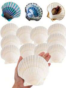 Natural Scallop Shells, DIY Painting, Baking And Beach Wedding Decoration - White Seashells Bulk Pack, Suitable For Ocean Theme Party And Home Decor Beach Party - Multicolor - View 1