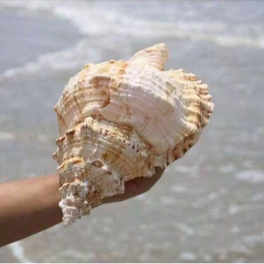 Large Conch Shell, Golden Conch, Big Frog Snail, Stone Snail, White Coral, Suitable For Aquarium Decoration, Home Living Room, Office And Other Decorative Items (Randomly Shipped)
