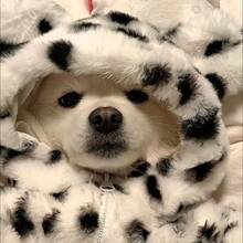 Pet Dog Coat Small Dog Warm Outdoor Walking Clothes Pomeranian Bichon Teddy Schnauzer Winter Thickened Faux Rabbit Fur - Black and White - View 8
