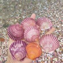 5pcs/10pcs/12pcs Natural Pink Scallop Shells, Ocean Handmade Materials, Suitable For DIY Materials, Aquarium Decor, Home Bathroom Decoration, Party Aromatherapy Candles, Wedding Decoration, Photography Props And Other Handmade Creations, Halloween Gifts - Set - View 7