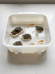 1件多功能塑料繁殖缸,透明白色開頂蓋水族棲息地,便攜式烏龜缸魚類繁殖桶,附加高底座,適合小烏龜、金魚、蝦、寄居蟹,居家桌面水族寵物容器 - A型 - 查看 6