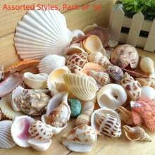 Aquarium Beach Treasure Mix - Shells & Sea Shells - Activate Fish Tank And Glass Tank - A - View 15