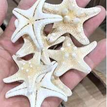 1/6/9/20/30件裝 天然海螺殼 五指霸王螳螂 海星標本 地中海風格平台裝飾 海洋裝飾系列 壁飾家居裝飾 - 多色 - 查看 12