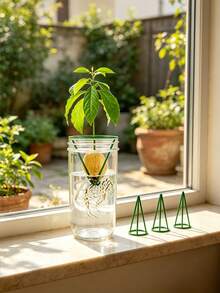 6/3/1pc Hydroponic Seed Starter Pot, Hydroponic Support Rack, Conical Seed Germination Container, Suitable For Avocado And Other Seedlings, Lightweight Classic Pot, Gardening Seedling Support Rack, Suitable For Indoor And Outdoor Gardening, Ideal Choice For Beginners - Multicolor - View 3