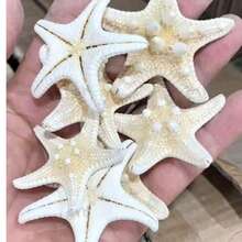 1/6/9/20/30件裝 天然海螺殼 五指霸王螳螂 海星標本 地中海風格平台裝飾 海洋裝飾系列 壁飾家居裝飾 - 多色 - 查看 11