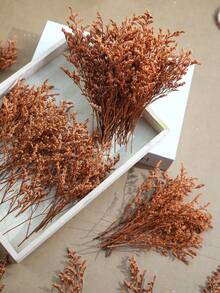 Orange Love Grass