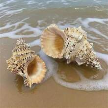 Large Conch Shell, Golden Conch, Big Frog Conch, Stone Conch, White Coral, Starfish Decor (Blowable), Fish Tank, Landscape, Home Decor, Aquarium Decor, Living Room Decor - 1PC - View 6