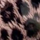 رمادي بني